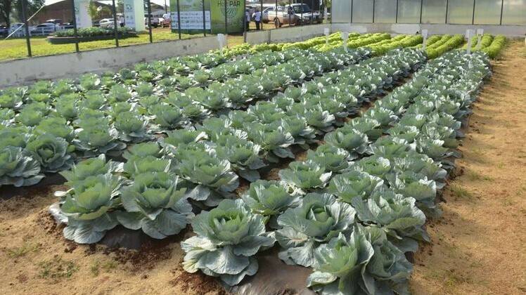 coles|Albugo candida|Arabidopsis thaliana